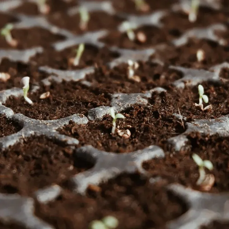 ⏰ - Premium Organic Coconut Coir Bricks For Plants