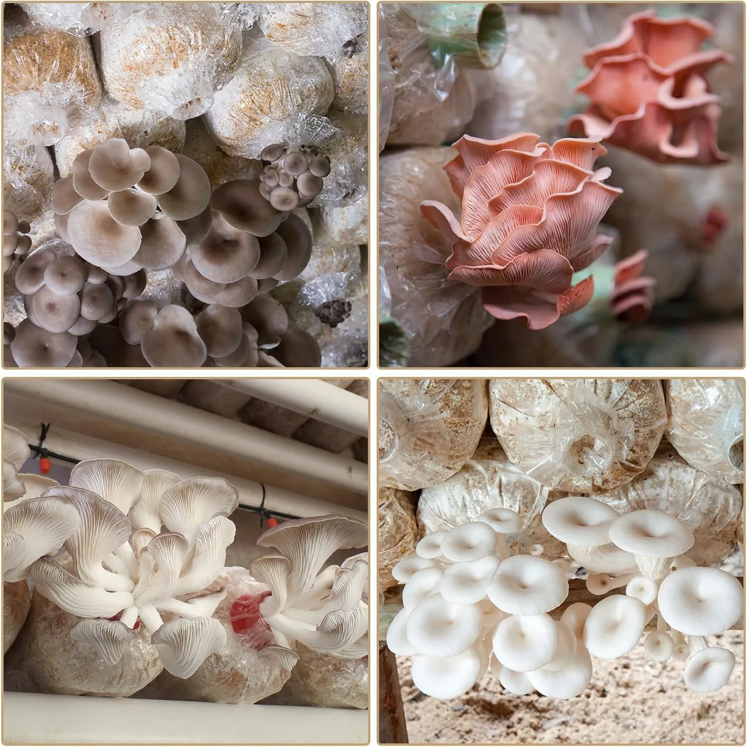55Pack Mushroom Grow Bags Spawn Bag Bulk with Microporous Filter Patchs, Large 8" X 5" X 20" Thick 3 Mil Mushroom Bags Plant Grow Bags for Mushroom Growing Supplies Cultivation Bag