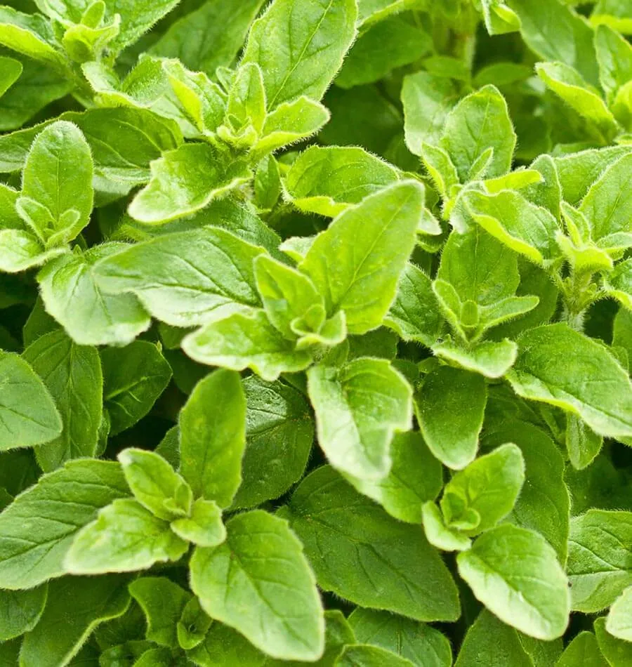Greek Oregano Organic