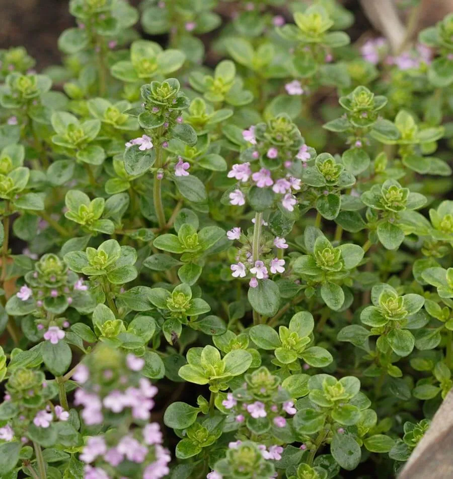 Greek Oregano
