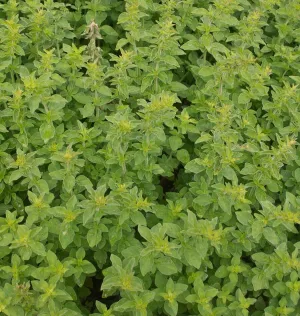 Greek Oregano