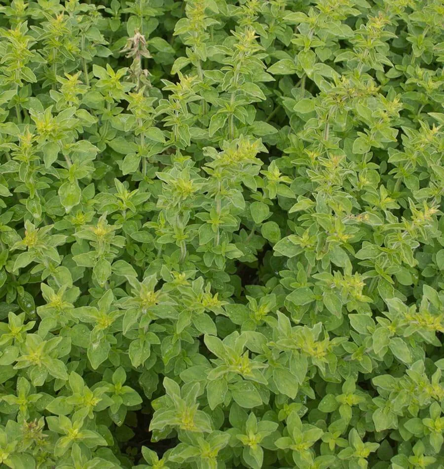 Greek Oregano