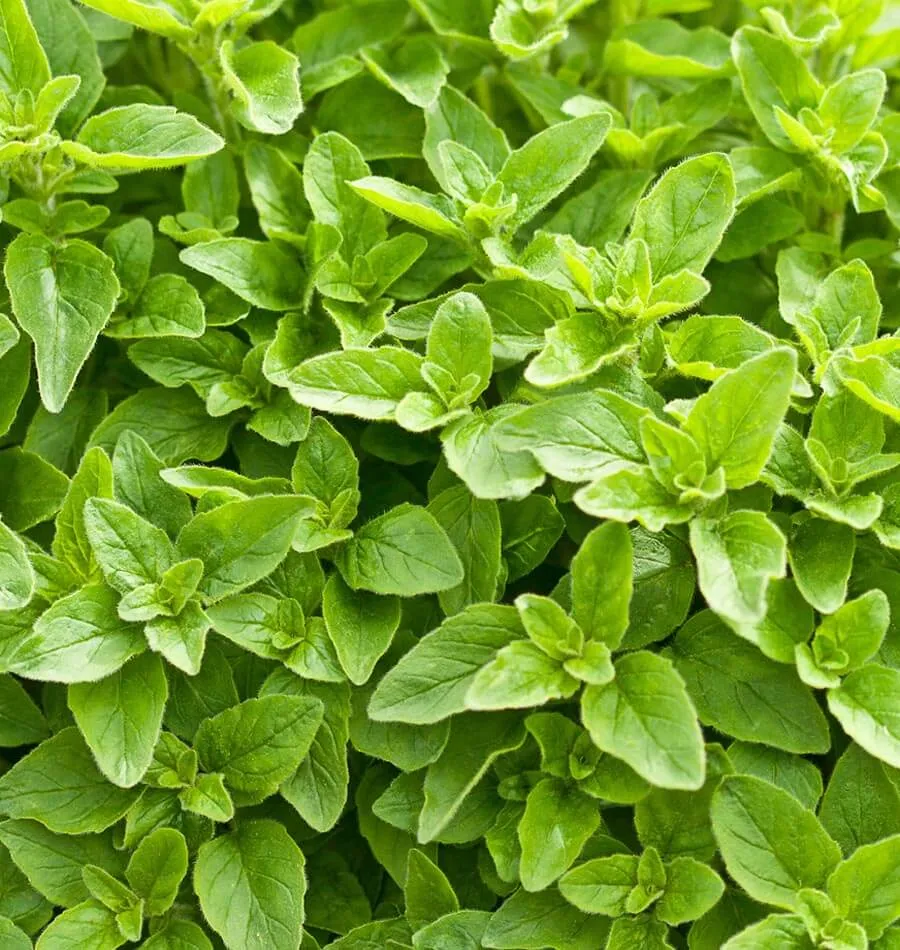 Greek Oregano
