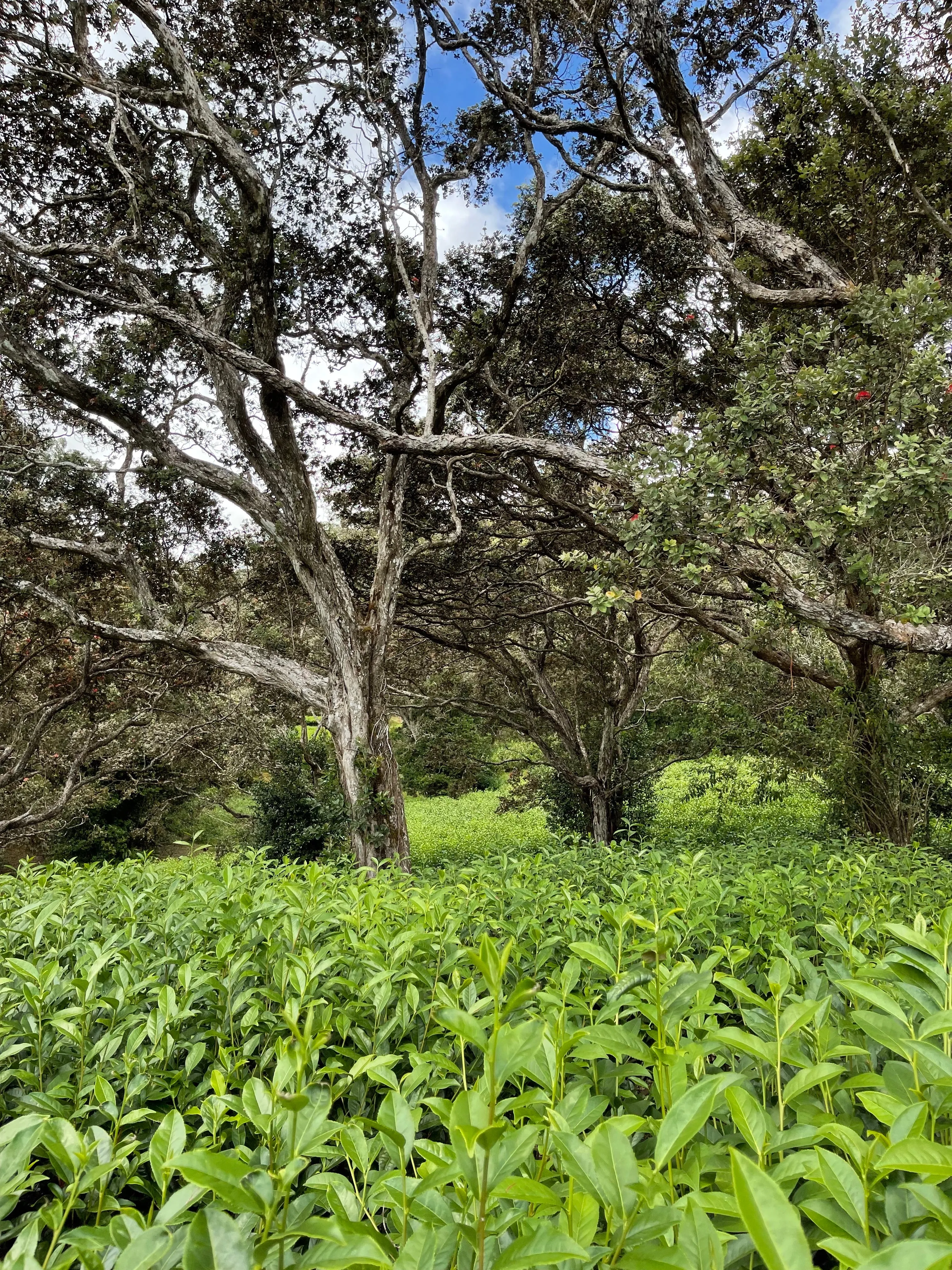 Hawaiian Tea Summer 2023 "Black Garnet"